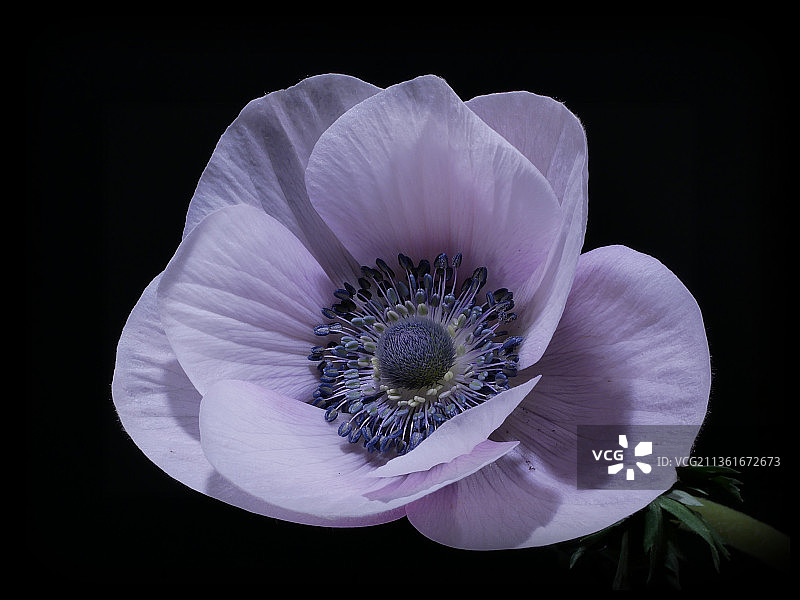 黑色背景下的白色花朵特写图片素材