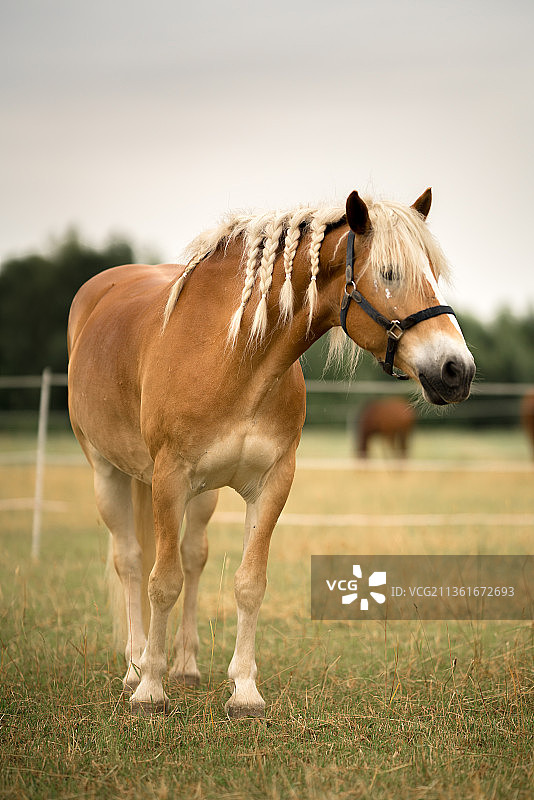 田野中伫立的小马肖像图片素材