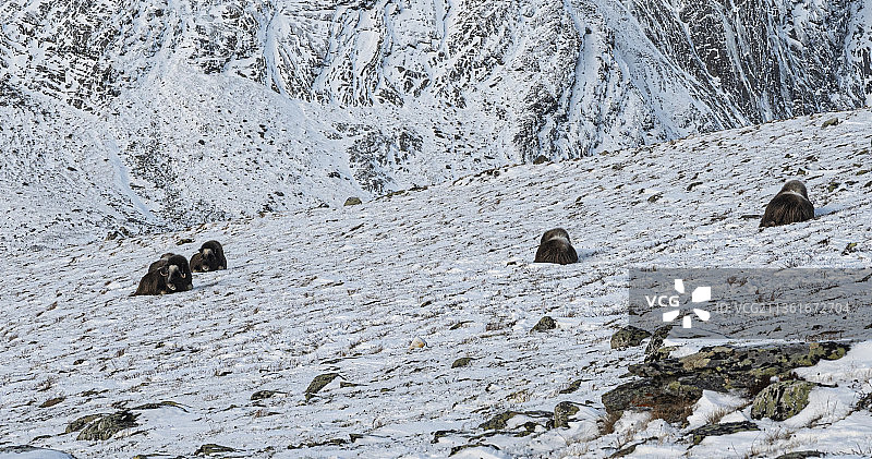 挪威多夫勒山，白雪覆盖的土地风光，麝牛图片素材