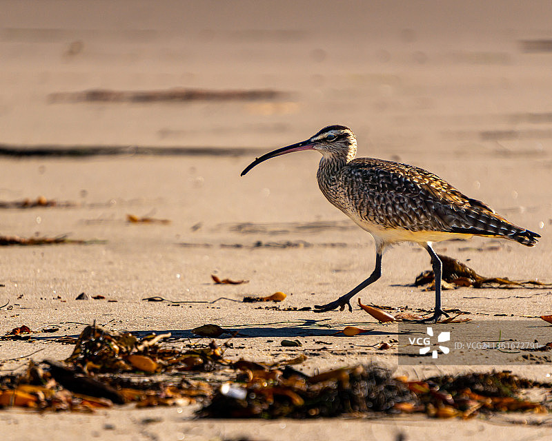 美洲杓鹬，海滩岸边上的杓鹬特写，美国图片素材