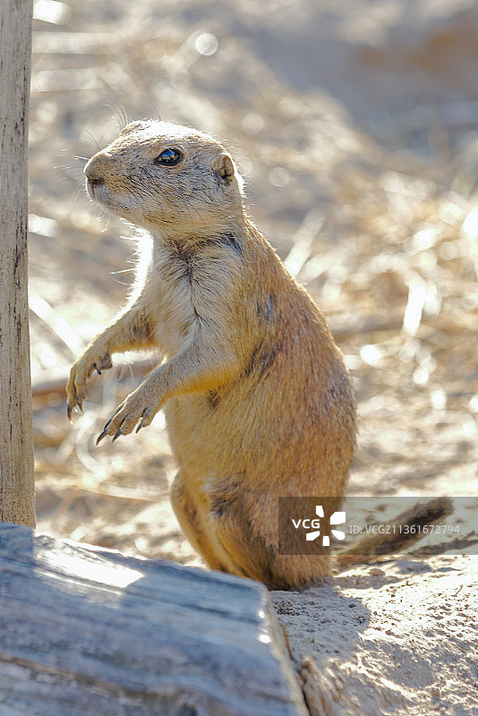向远处看的猫鼬特写图片素材