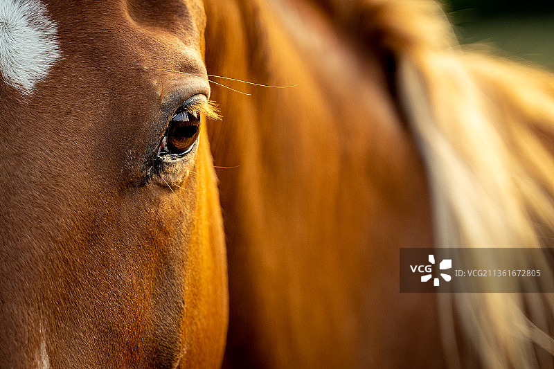 英国肯特郡马的特写肖像图片素材