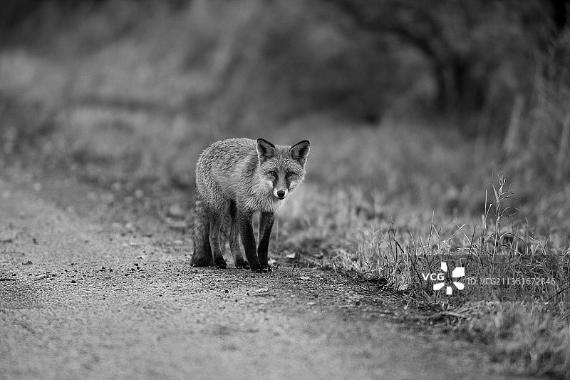 Fox 5, 一只猫在路上行走的肖像图片素材