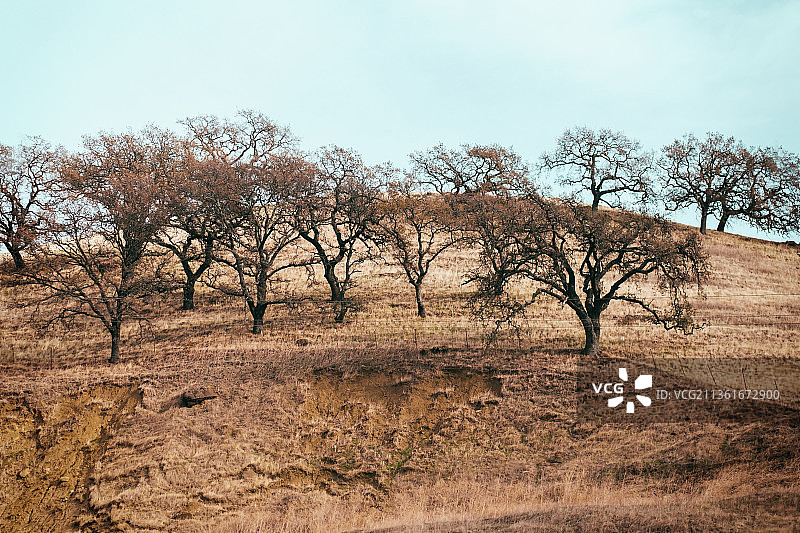 加利福尼亚州圣罗莎马林县的山上树木图片素材