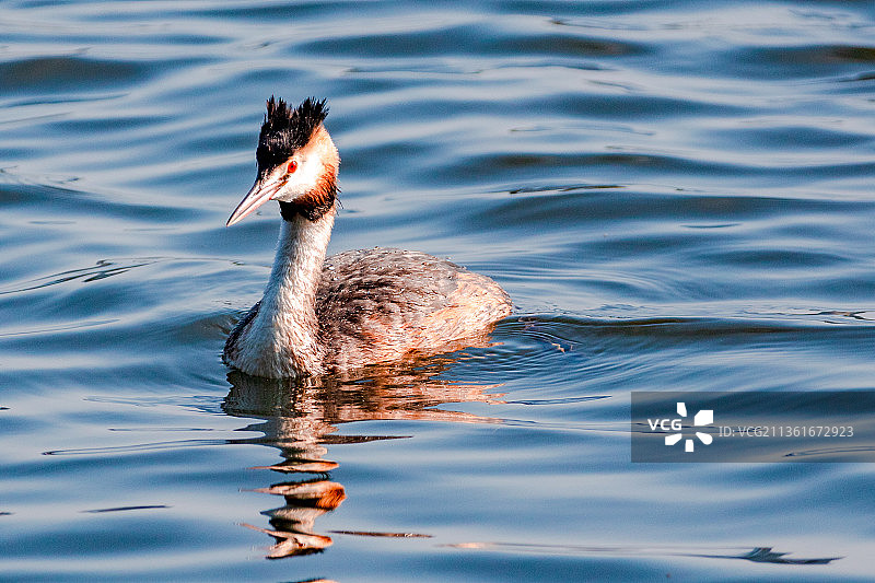 在湖中游泳的凤头鸊鷉特写图片素材