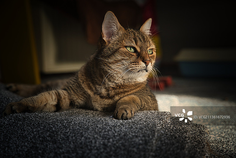 聚光灯下的猫，猫咪看向远方的特写图片素材