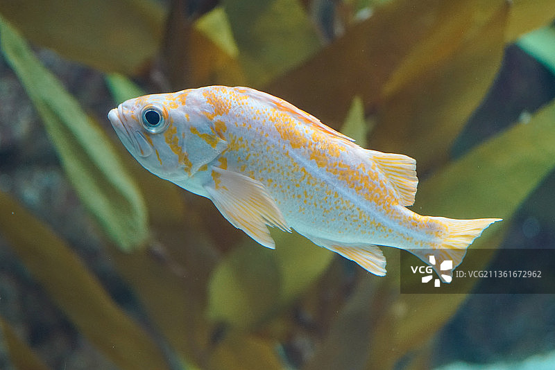 水族箱中丽鱼的特写图片素材