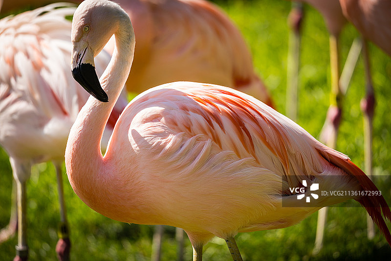 大火烈鸟特写图片素材