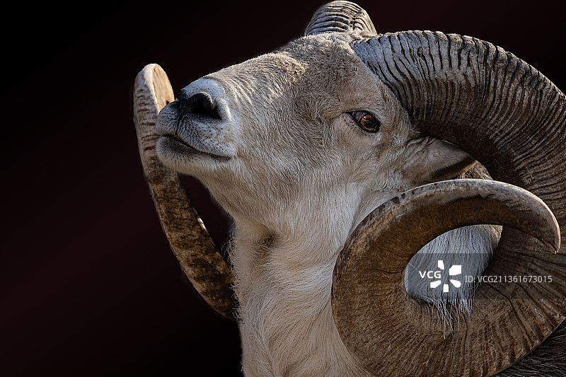 黑色背景下的山羊特写图片素材