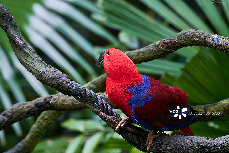 折衷鹦鹉栖息于树枝特写图片素材
