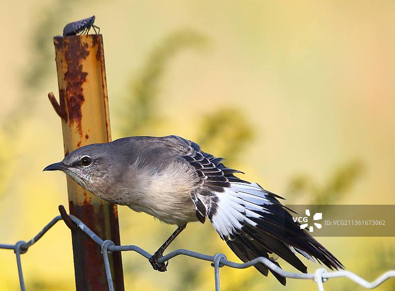 日落时分的嘲鸫，鸣禽栖息在栅栏上的特写图片素材
