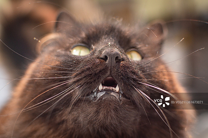 特写的猫图片素材