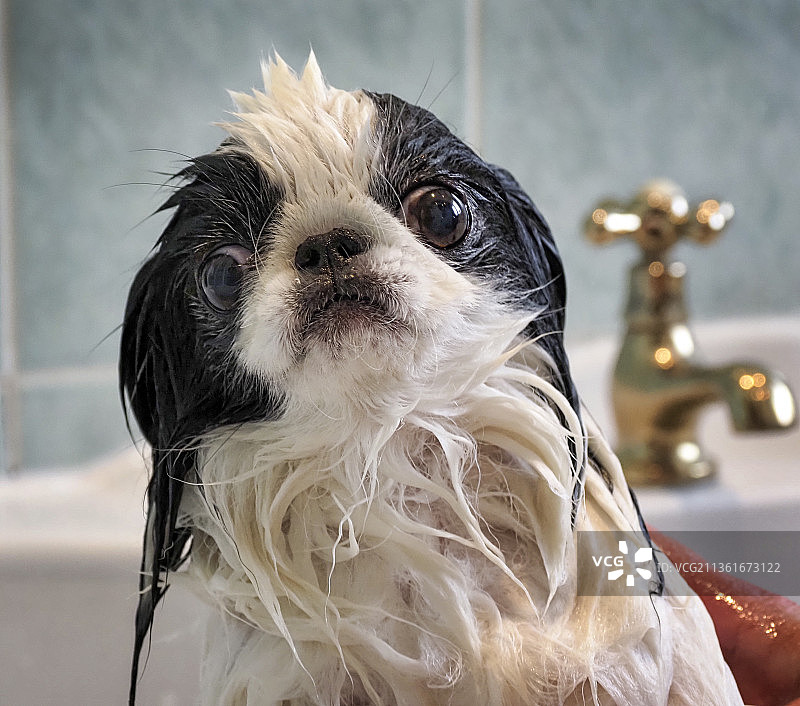 把我从浴缸里弄出去，英国唐克斯特图片素材