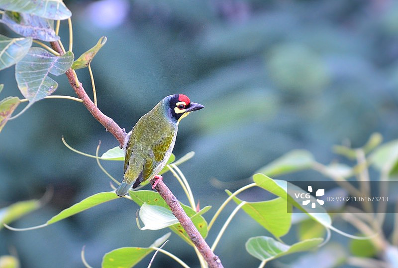 红喉拟啄木鸟特写：鸣禽栖息于植物上图片素材