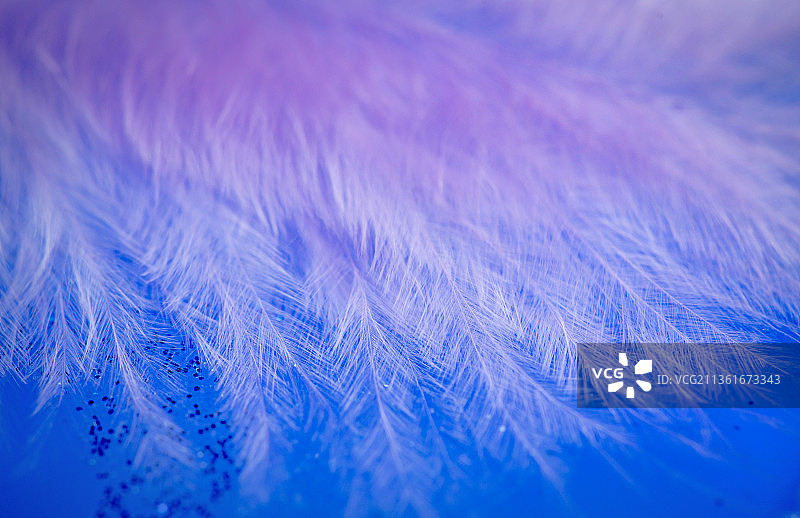 天然帆船蓝色羽毛特写图片素材