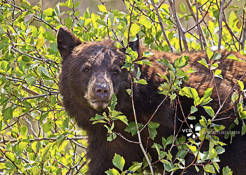 站在植物旁边的美洲黑熊肖像图片素材