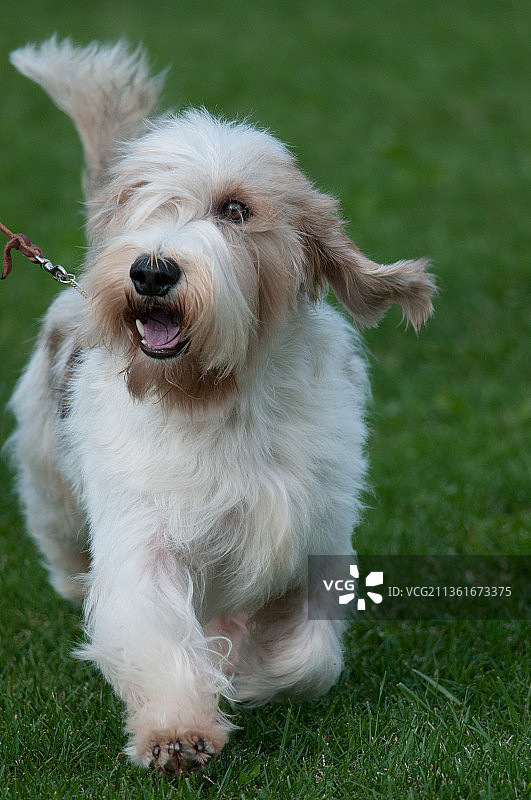 小巴赛特猎犬在萨姆森州立公园图片素材