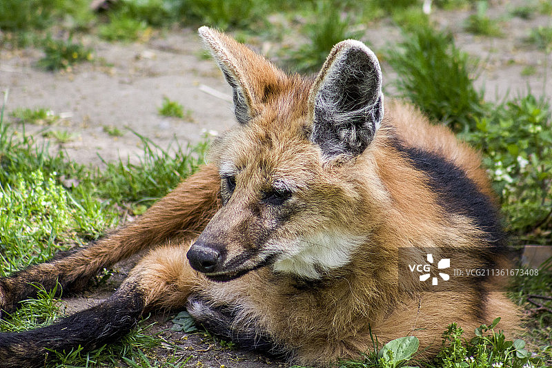 捷克共和国，草地上休息的狐狸特写图片素材