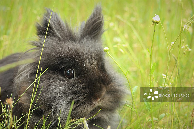 家庭的甜蜜伙伴：草地上兔子的特写图片素材