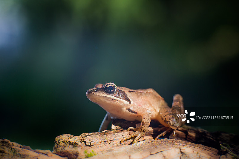 特写：岩石上的树蛙图片素材