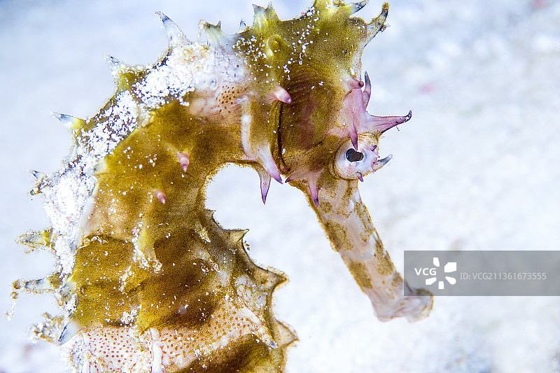 海洋珊瑚中的海马特写图片素材