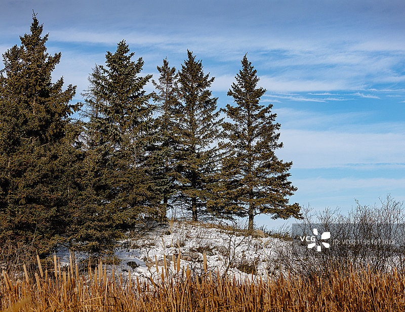 加拿大马尼托巴省温尼伯的常绿树图片素材