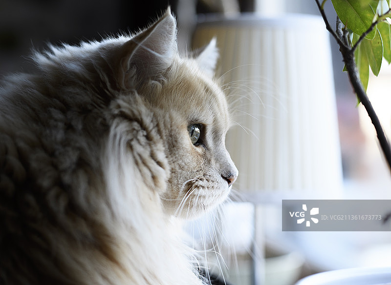 西伯利亚猫特写：猫看向远方图片素材