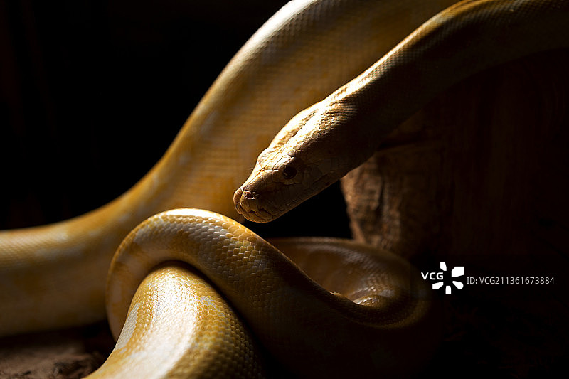 白化蛇：缅甸蟒蛇特写图片素材