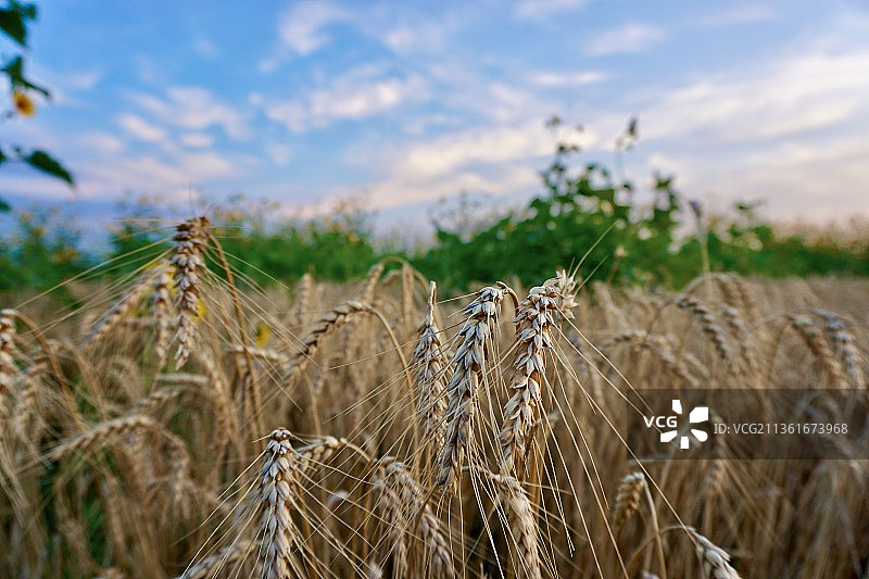 麦田：天空背景下，田野里生长的麦子特写图片素材
