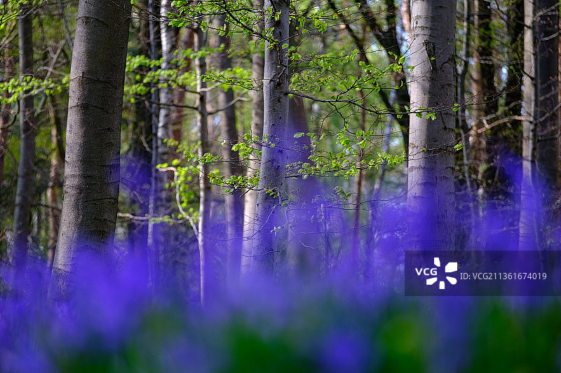 森林中鲜花的全景照片图片素材