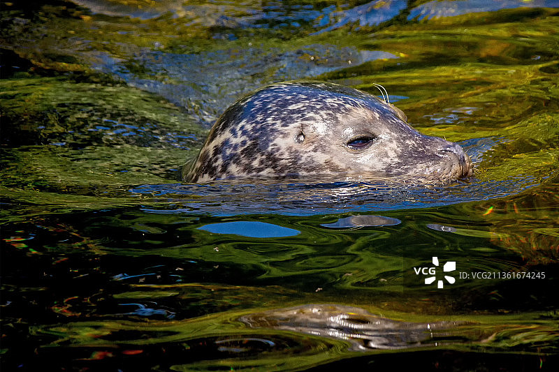 游泳海豹特写，德国莱内图片素材