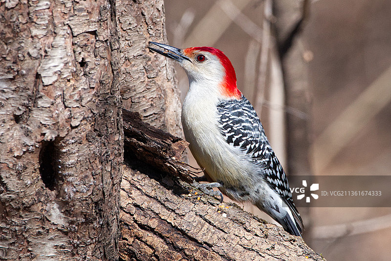 美国枫树湖树干上的红腹啄木鸟特写图片素材