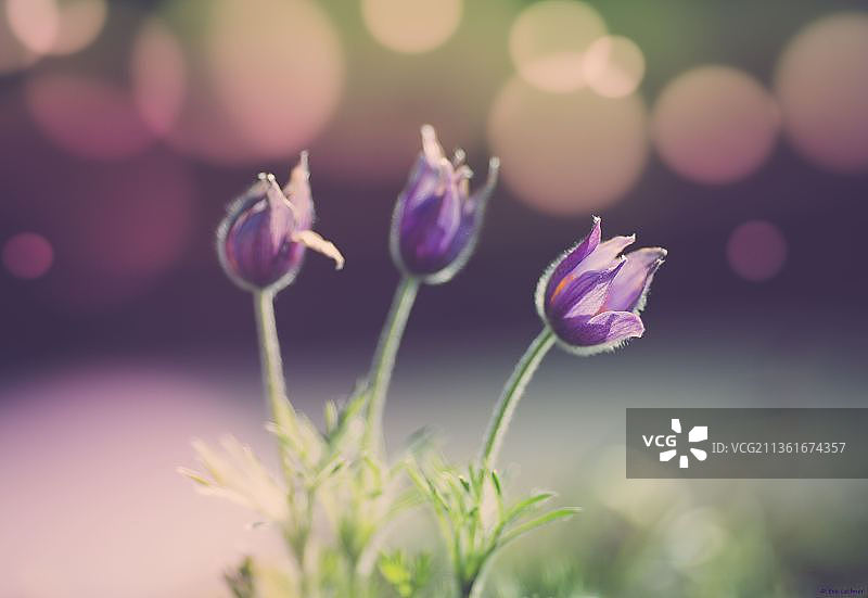 顶冰花紫色植物特写图片素材
