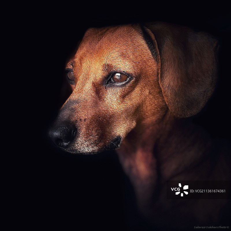黑色背景下腊肠犬的特写镜头图片素材
