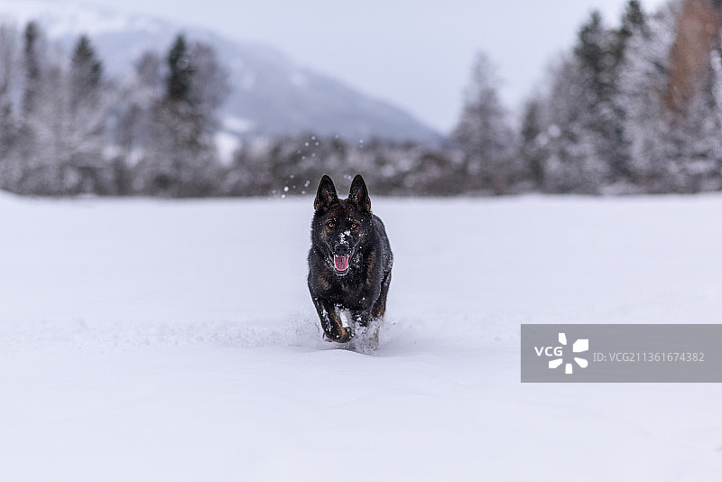 雪地里的德国牧羊犬图片素材