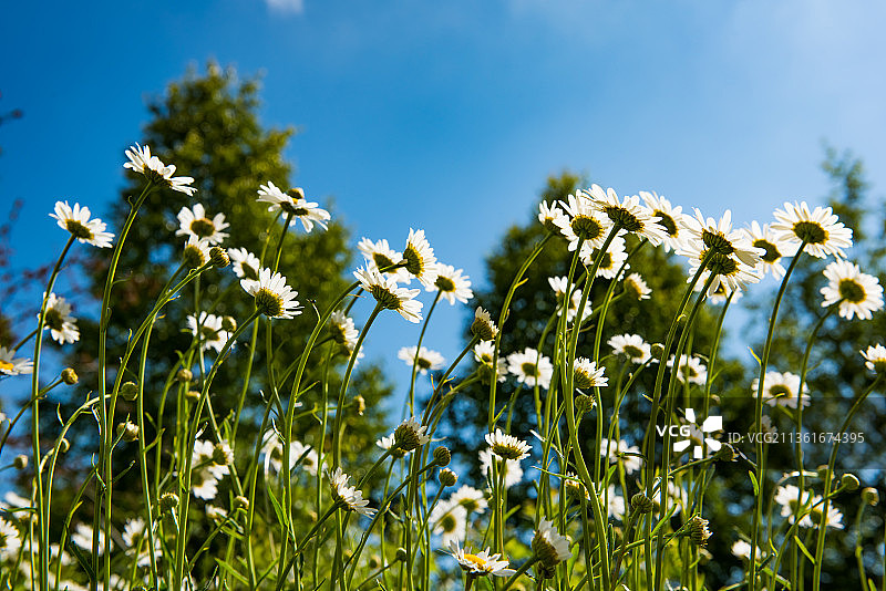 科索沃田野中的白色花朵特写图片素材