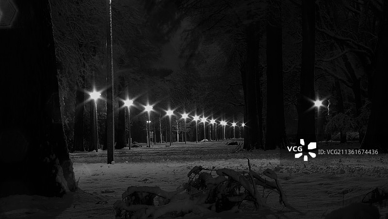 夜晚雪原上的树木，荷兰海牙图片素材