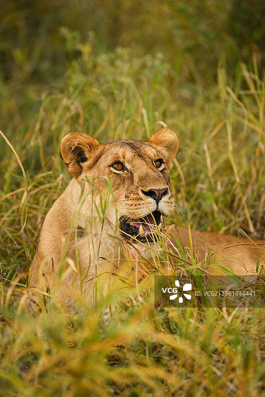 坦桑尼亚的狮子图片素材