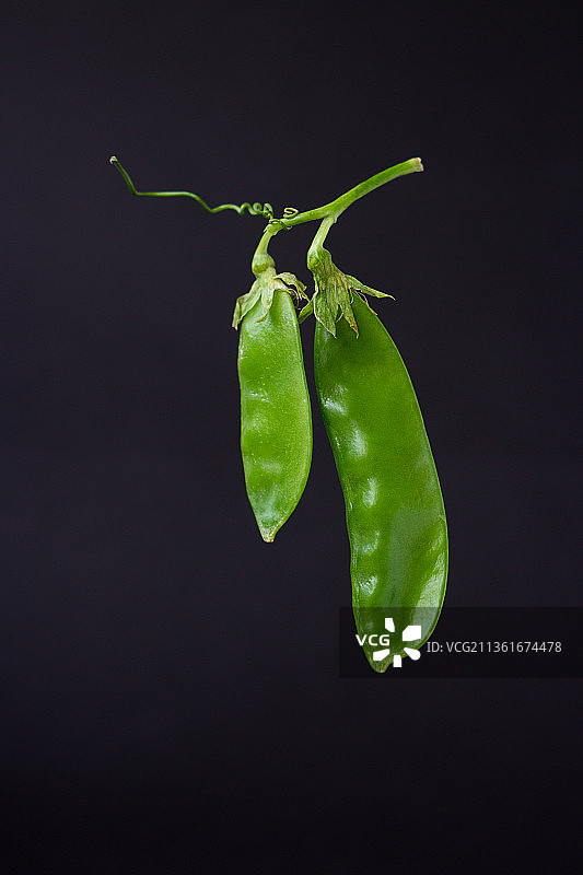 黑色背景下带卷须的绿色豌豆荚的特写图片素材