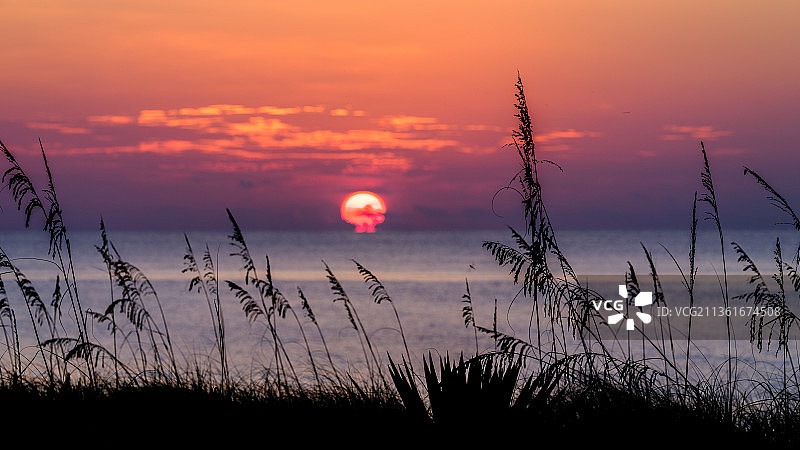迪尔菲尔德海滩橙色天空下的田野植物剪影图片素材