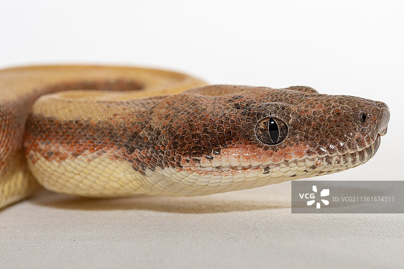蛇面部特写，蟒蛇，白色背景图片素材