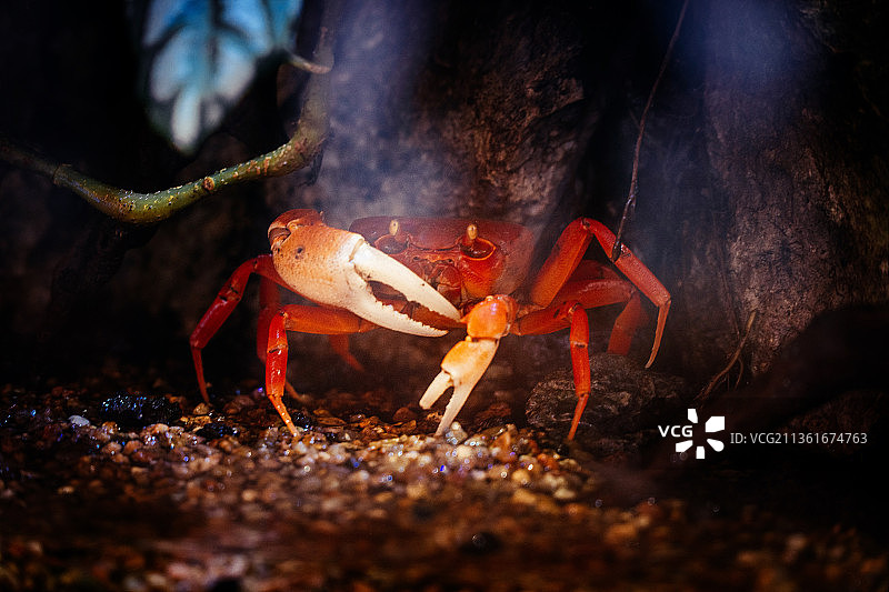 烧烤架上的螃蟹特写，中国图片素材