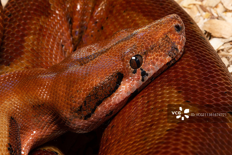 蟒蛇面部特写图片素材