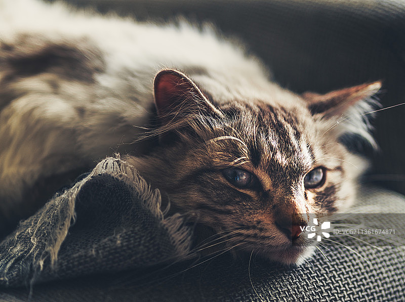 休息中的猫咪特写图片素材