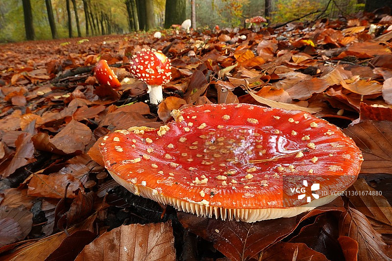 大毒菌：在田野上生长的蘑菇特写，比利时卡佩伦图片素材