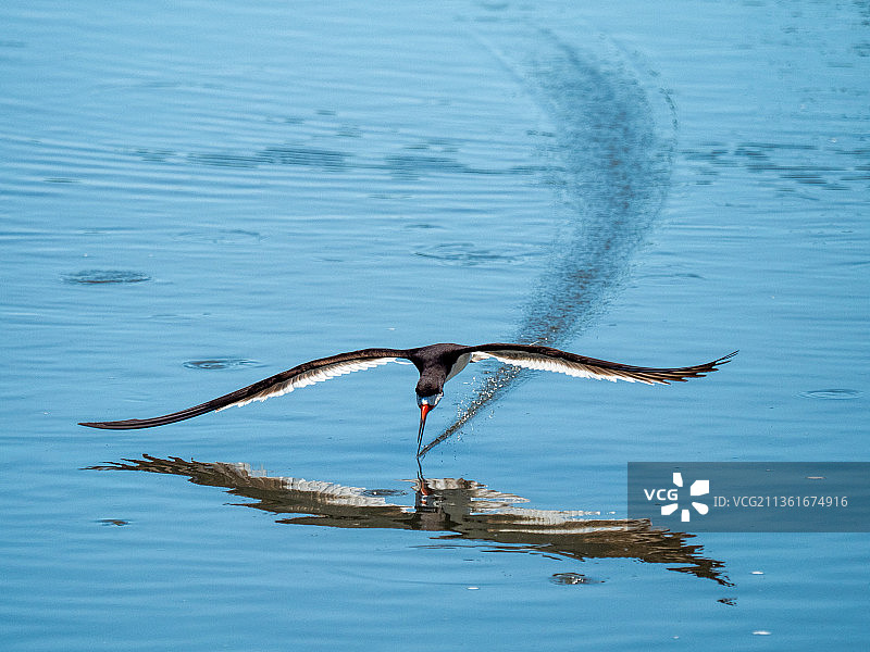 飞越湖面的黑剪嘴鸥高角度视图图片素材
