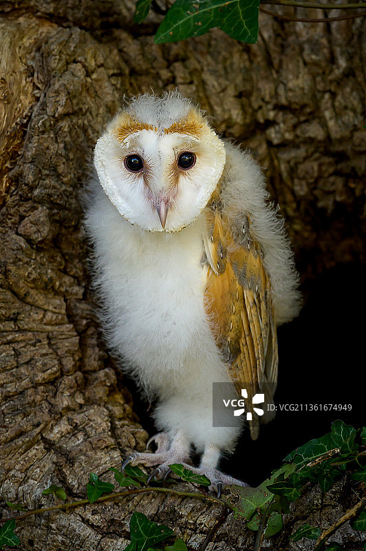 谷仓猫头鹰幼鸟，栖息在树干上的猫头鹰肖像图片素材