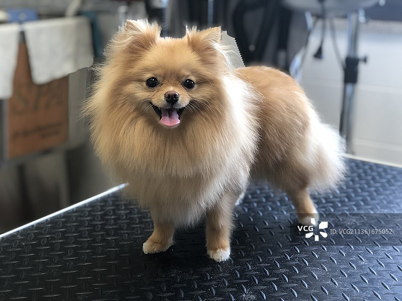 博美犬特写图片素材