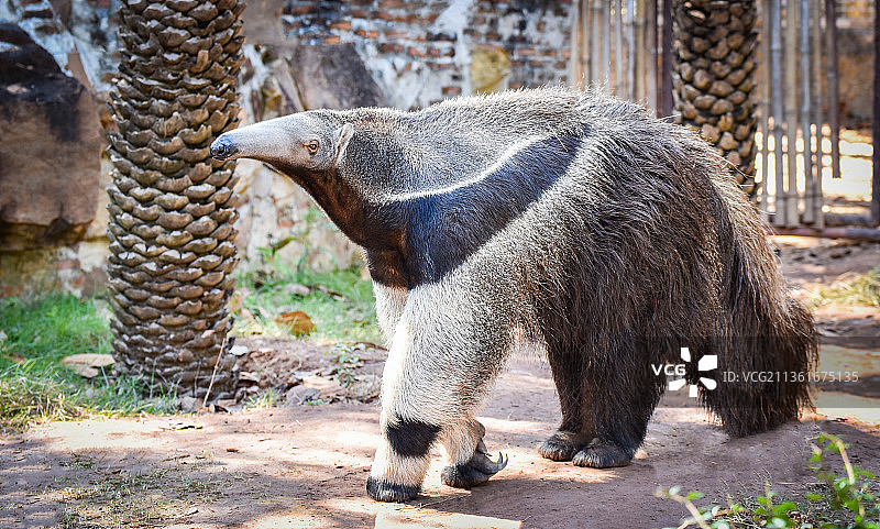 在农场野生动物保护区行走的巨型食蚁兽图片素材