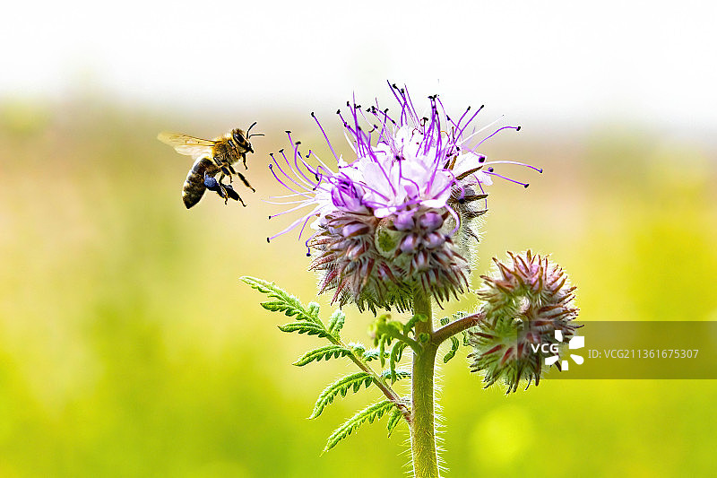 蜜蜂在田基麻上，紫色花上授粉的蜜蜂特写，德国图片素材